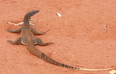 Gould's Monitor