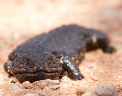 Shingleback