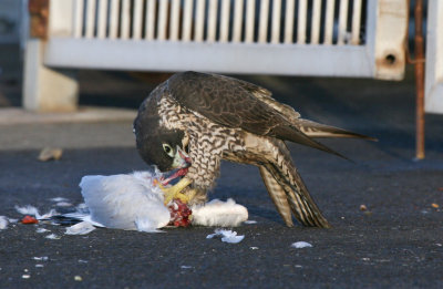 Peregrine Falcon