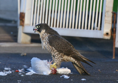 Peregrine Falcon