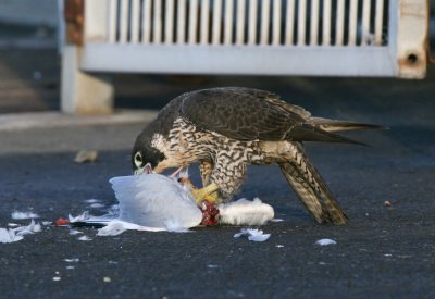 Peregrine Falcon