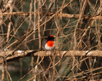 Red-capped Robin