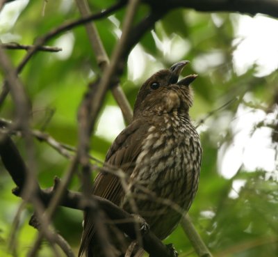 tooth-billed_bowerbird