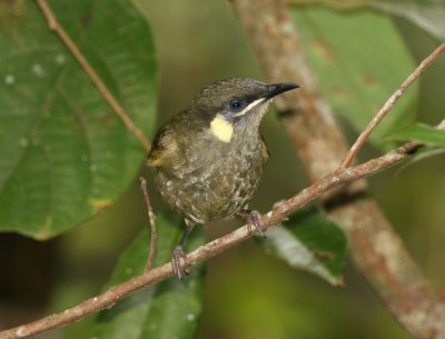 Lewin's Honeyeater