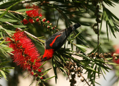 Scarlet Honeyeater