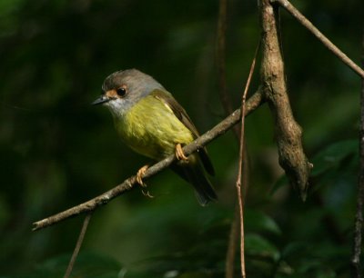 Pale-yellow Robin