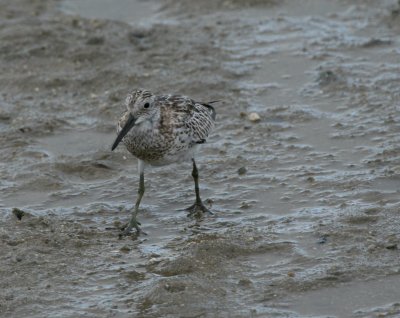 Great Knot