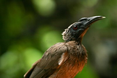 Helmeted Friarbird