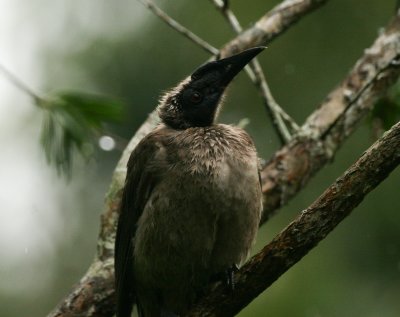Helmeted Friarbird