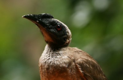 helmeted_friarbird