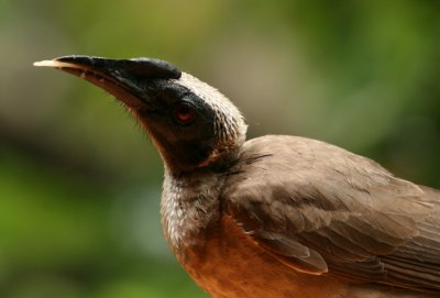 Helmeted Friarbird