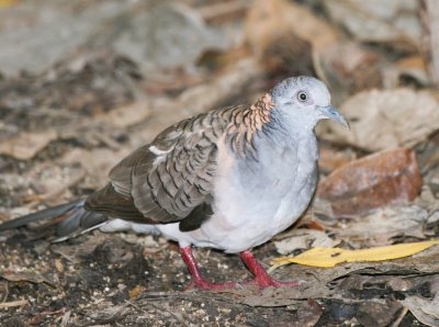 Bar-shouldered Dove