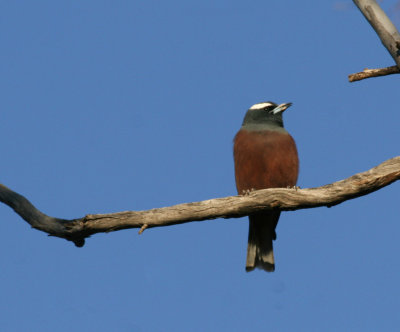 White-browed Woodswallow