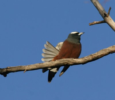 White-browed Woodswallow