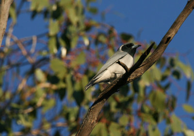 Masked Woodswallow