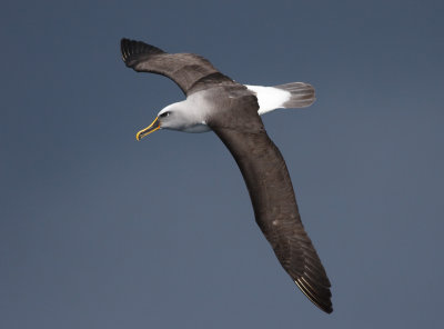 Buller's Albatross