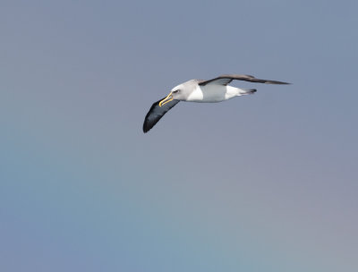 Buller's Albatross