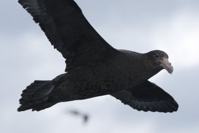 Southern Giant-petrel