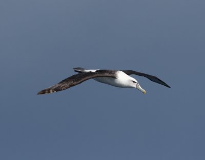 Shy Albatross