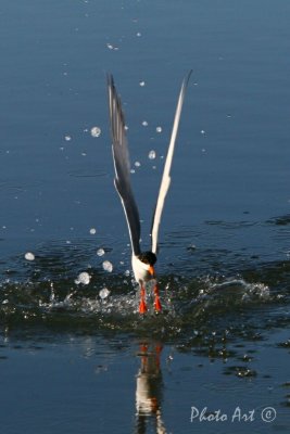 IMG_9308.JPG
