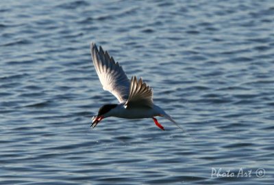 IMG_9334.JPG