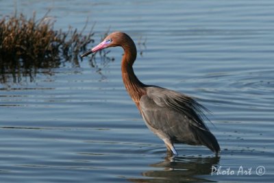 IMG_9352_1.JPG