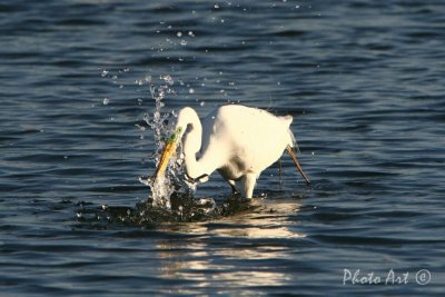IMG_9594.JPG