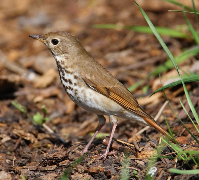 hermit thrush w9723.jpg