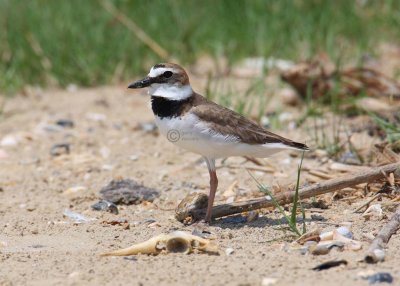 wilsons plover 3433w - s.jpg