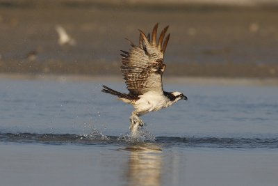 osprey w0982.jpg