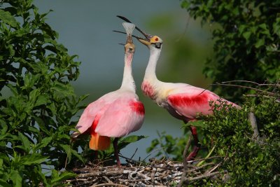 Wading Birds