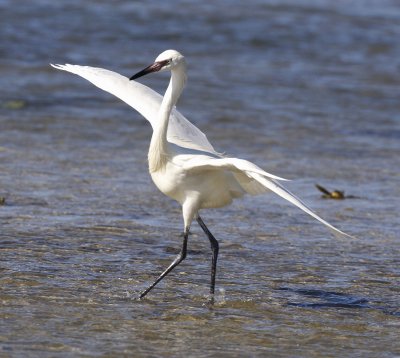 reddish egret - white morph w9323.jpg