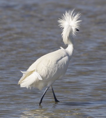 reddish egret - white morph w9359.jpg
