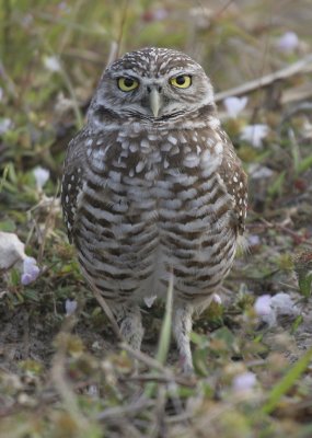 burrowing owl w4862.jpg