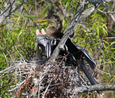 Anhinga and Cormorant