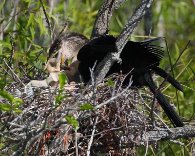 anhinga w7356.jpg