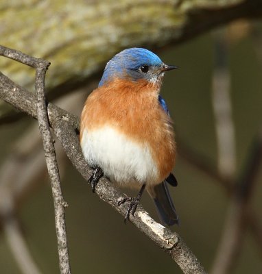 eastern bluebird w8308.jpg