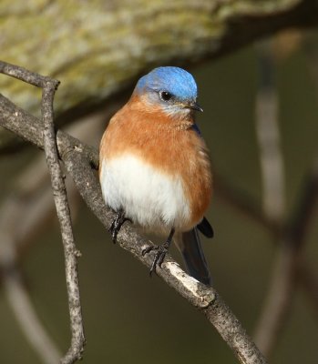 eastern bluebird w8321.jpg