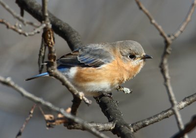 eastern bluebird w8346.jpg