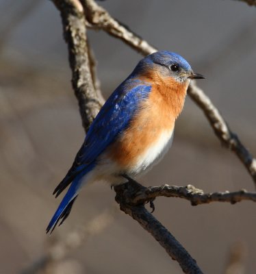eastern bluebird w8395.jpg