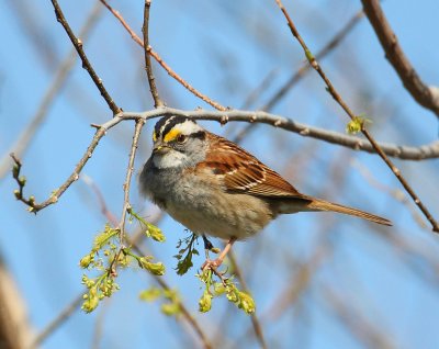 white-throated sparrow w9702.jpg