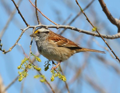 white-throated sparrow w9699.jpg