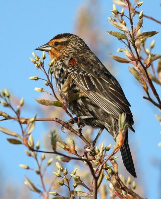 red-winged blackbird w9546.jpg