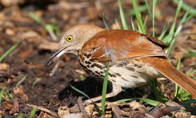 brown thrasher w9627.jpg