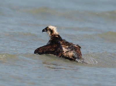osprey bathing w0452.jpg