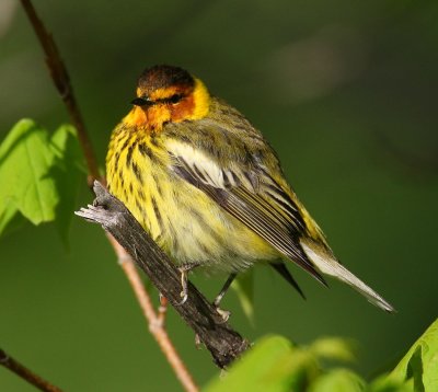 cape may warbler w0799.jpg