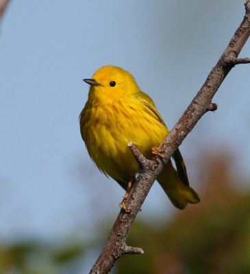 yellow warbler w0887.jpg