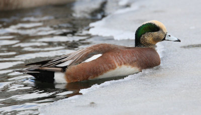 american wigeon 3789s.jpg