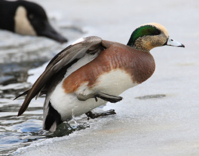 american wigeon 3801s.jpg