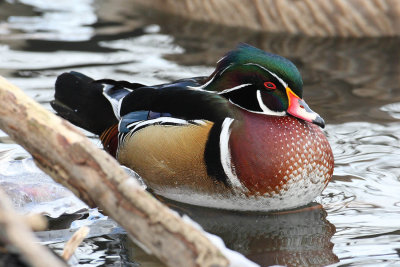 wood duck 3900s.jpg